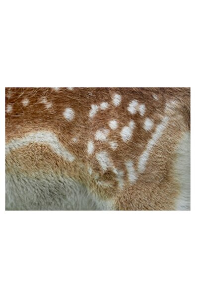 OEM Pictură pe pânză, „Blană de cerb în detalii fascinante”, Maro, Alb, Textu...