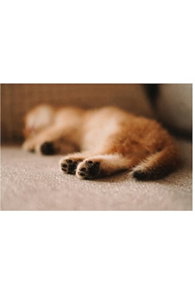 OEM Tablou Canvas, Visul Pisoiului