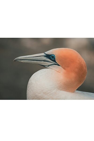 OEM Tablou Canvas, 'Pasarea cu cap portocaliu luminos', 39 x 26 cm