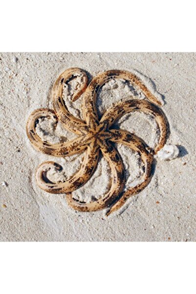 OEM Tablou Canvas, 'Frumusetea ascunsa a stelei de mare', Stea, Nisip, Textur...