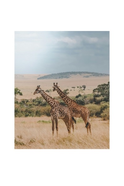 OEM Pictură pe pânză, „Girafe grațioase în savana africană”, 70 x 100 cm