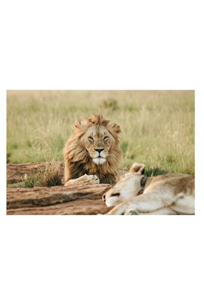 OEM Tablou Canvas, "Regele savanei vegheaza linistea.", Leu, Pajiste, Natura,...