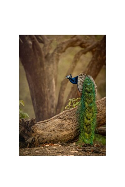 OEM Pictură pe pânză, „Păun pe trunchi de copac bătrân”, Splendoare, Natură, 70 x 100cm