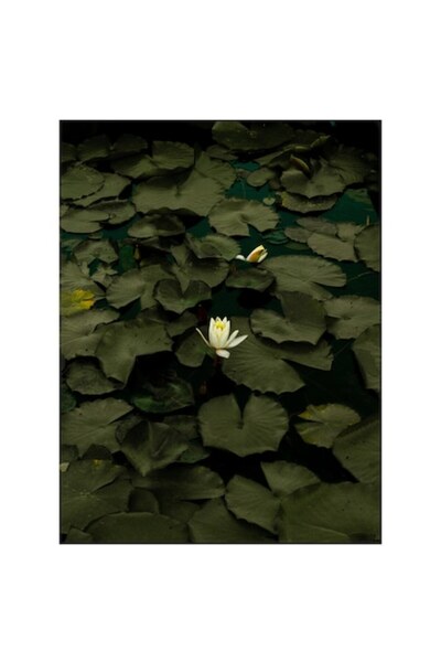 OEM Tablou Canvas Premium - Linistea Nufarului