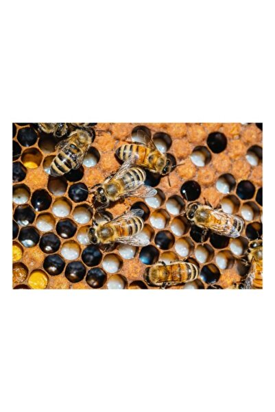 OEM Tablou Canvas, "Albine lucrand in stupul lor", Albine, Fagure, Miere, Hex...