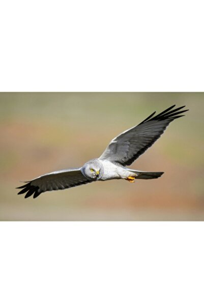 OEM Pictură pe pânză, „Vânătorul de ceruri în zbor grațios”, Pasăre, Aripi, Natură, Libertate, Eleganță, Predat