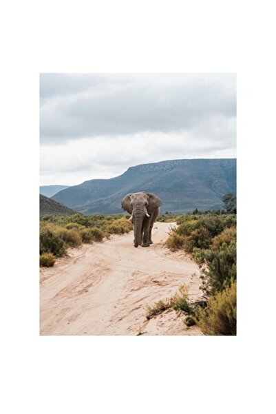 OEM Pictură pe pânză, „Elefant singuratic în sălbăticia africană”, 50 x 70cm