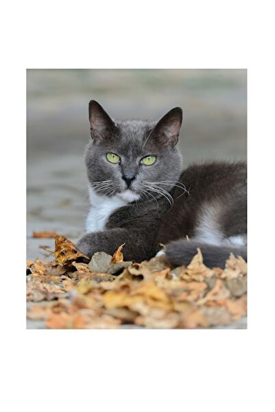 OEM Tablou Canvas, 'Pisica albastra printre frunze uscate', 100 x 100 cm