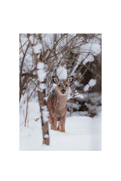 OEM Pictură pe pânză, „Cerb în zăpada liniștită a iernii”, 70 x 100cm