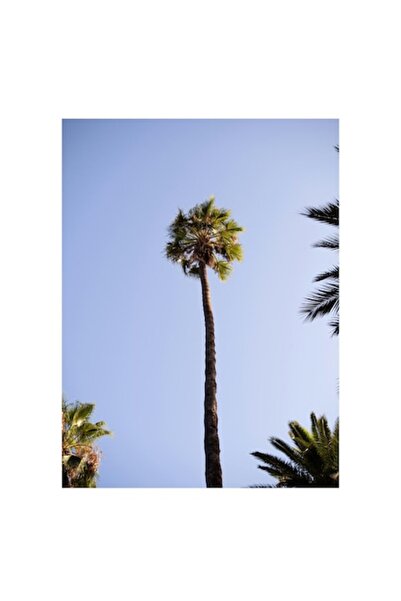 OEM Pictură pe pânză, „Palmier în lumina radiantă a dimineții”