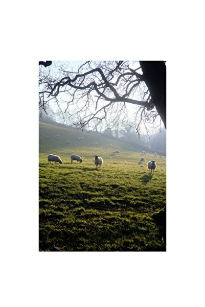 OEM Tablou Canvas, 'Oile pasc in lumina diminetii', Copaci, Oi, Pajiste, Rasarit, Silueta, , Deal