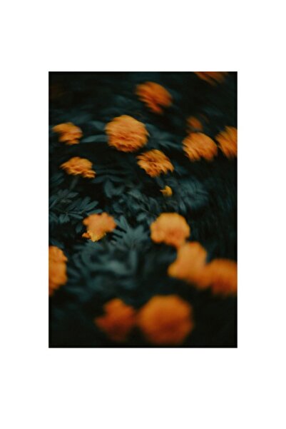 OEM Tablou Canvas, Dansul florilor portocalii in noapte