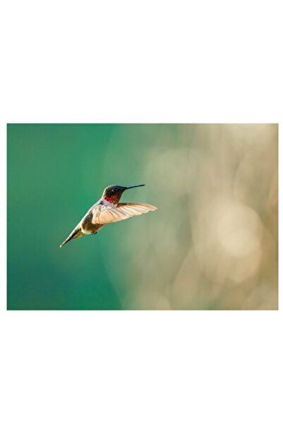 OEM Tablou Canvas, 'Colibri in zborul diminetii aurii'