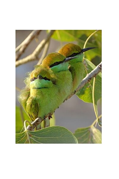 OEM Pictură pe pânză, „Culorile verzi ale naturii vii”, Trio, Verde, Pasăre, ...