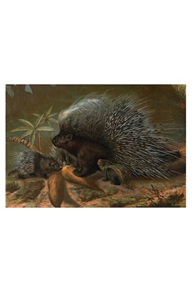 OEM Tablou Canvas, Premium, Panza Bumbac, Sasiu Lemn, 39 x 26 cm