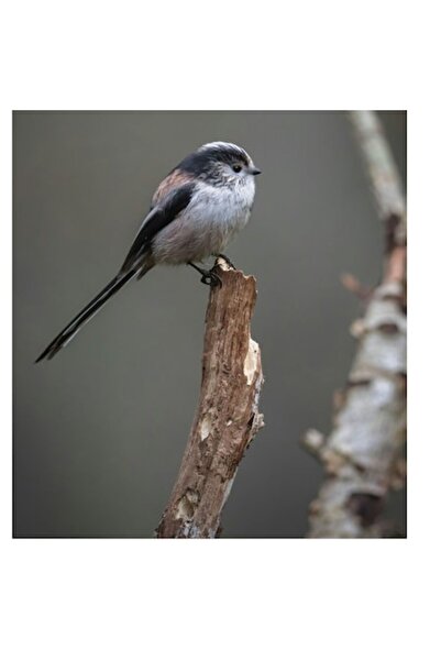 OEM Tablou Canvas, "Pasarea melancolica pe ram uscat", 50 x 50 cm