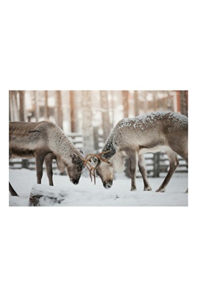 OEM Canvas Painting, 'Rangiferii in Duelul Iernii Albe', Ren, Zapada, Padure, Iarna, Lupta, Coarne, Natu