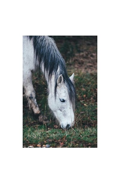 OEM Tablou Canvas, 'Cal alb pasunand in zori.', Cal, Alb, Manz, Par, Iarba, Natura, Bland, Pastel, Ferme