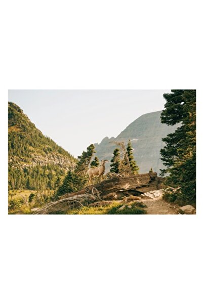 OEM Pictură pe pânză, „Capră sălbatică pe stânci alpine”, 70 x 50 cm