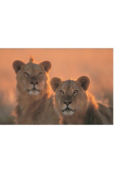 OEM Tablou Canvas, 'Tandretea regilor savanei africane', Regal, Majestic, Pow...