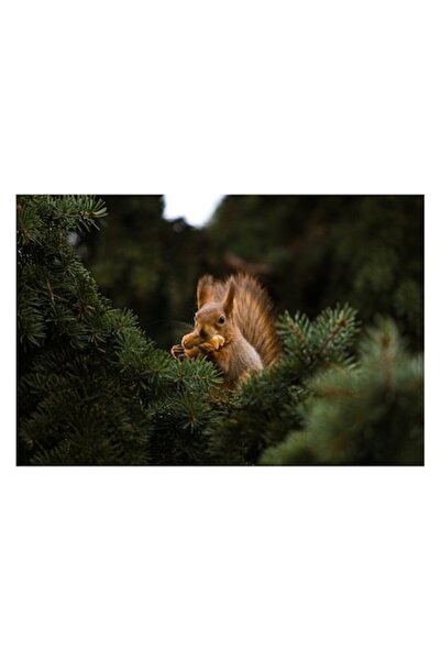 OEM Tablou Canvas, „Comoară cu veveriță și nuci”, veveriță, ramuri, conuri de pin, blană, verde, frunze, prânz