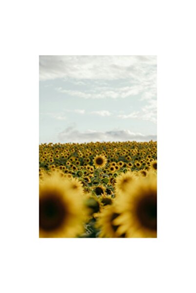 OEM Tablou Canvas, "Soarele danseaza printre floarea-soarelui"