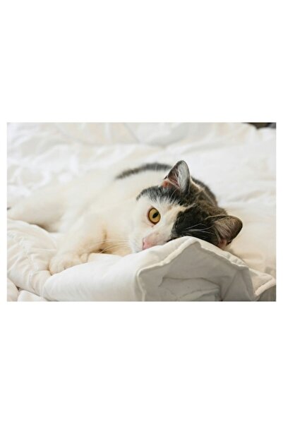 OEM Pictură pe pânză, „Pisică odihnindu-se pe cearșafuri albe”, Artă felină r...