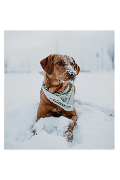 OEM Tablou Canvas, "Catel joaca in zapada alba", Nestiind Cine Este, 50 x 90cm