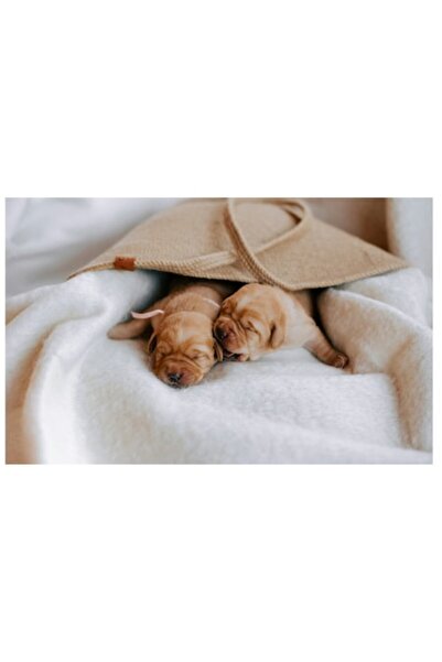 OEM Pictură pe pânză, „Somnul dulce al cățelușului nou-născut”, Adorabilă, Ca...