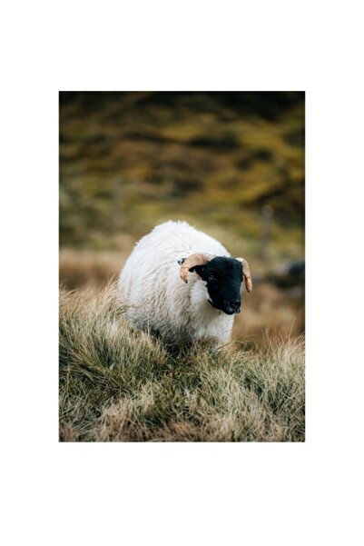 OEM Pictură pe pânză, „Oaie singuratică pe dealul verde”, Oaie, Blană, Coarne, Pajiște, Natură, Verde, Calm, Pământuri