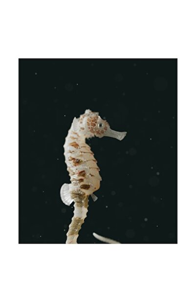 OEM Tablou Canvas, 'Calut de mare in adancuri misterioase', 100 x 100cm