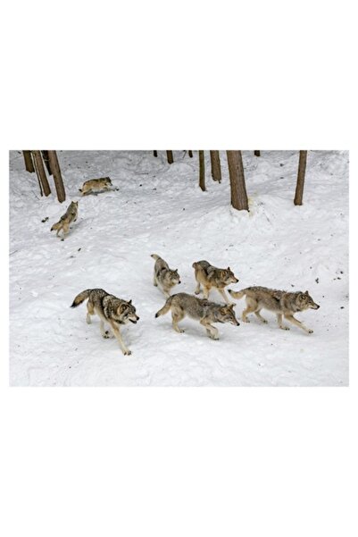 OEM Pictură pe pânză, „Haită de lupi în pădurea înzăpezită”, 70 x 50 cm