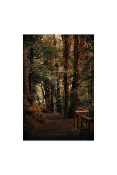 OEM Tablou Canvas, "Poteca linistita printre arborii inalti", Copaci, Alee, F...