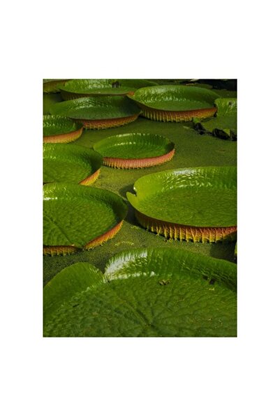 OEM Pictură pe pânză, „Frunzele gigantice ale lacului verde”, Frunze, Verde, Rotund, Plutitor, Tropical, 50