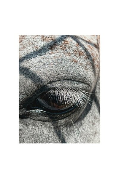 OEM Tablou Canvas, "Ochii misteriosi ai zebrei africane", 50 x 70cm