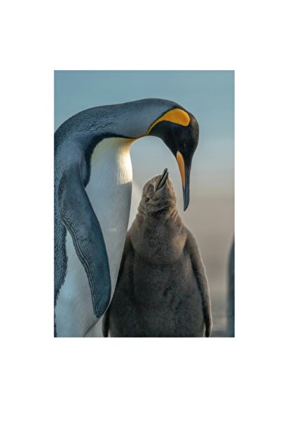 OEM Pictură pe pânză, „Îmbrățișare caldă în gheața Antarcticii”, Pinguin, Gri...