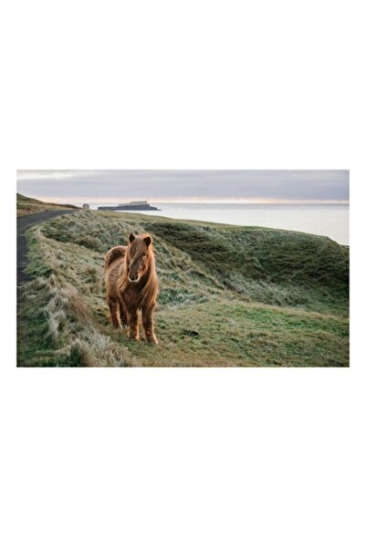 OEM Tablou Canvas, 'Cal gândurat pe coastă vântoasă', Ponei, Dealuri, Apus, I...