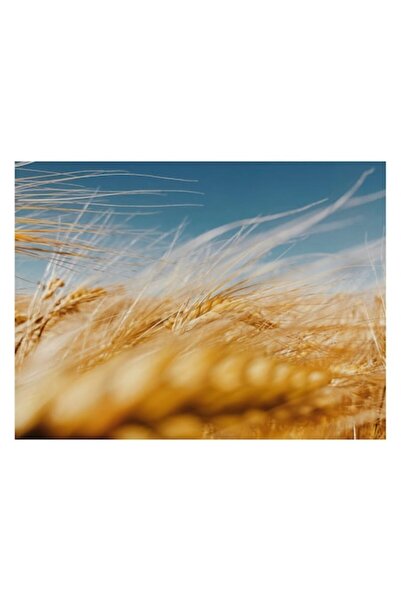 OEM Pictură pe pânză, „Aurul câmpurilor sub un cer senin”, 90 x 50cm