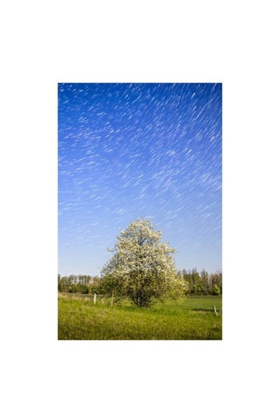 OEM Tablou Canvas, 'Furtuna de stele deasupra copacului alb'