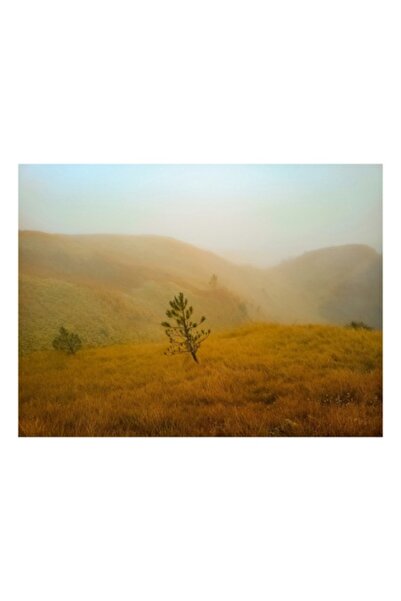 OEM Pictură pe pânză, „Pin solitar în zorii cețoși”, Pădure, Ceață, Dealuri, ...