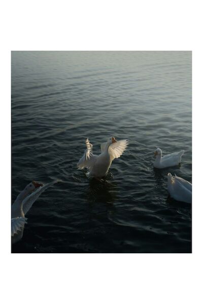 OEM Tablou Canvas, "Dansul gratios al ratelor albe", Apus, Ratuste, Apa, Zbor...