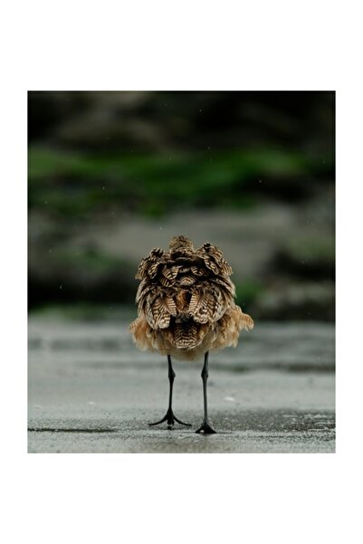 OEM Pictură pe pânză, „Pasăre solitară pe plajă udă”, 100 x 150cm