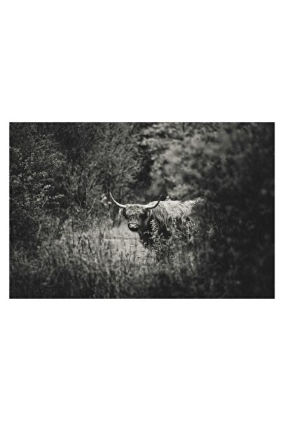 OEM Pictură pe pânză, „Bivol într-o pădure misterioasă”, Vacă, Pădure, Tufișuri, Monocrom, Natură, Sălbăticie