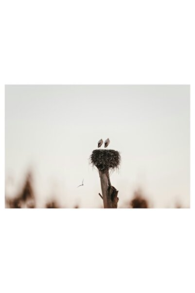 OEM Tablou Canvas - 'Cuib de Pasari la Apus'