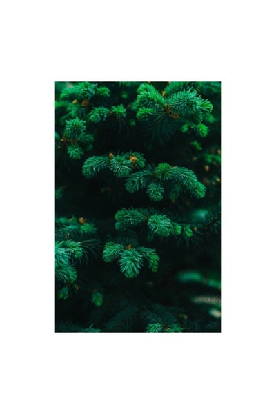 OEM Tablou Canvas, 'Splendoarea verde a copacilor de brad', Verde, Frunze, Co...