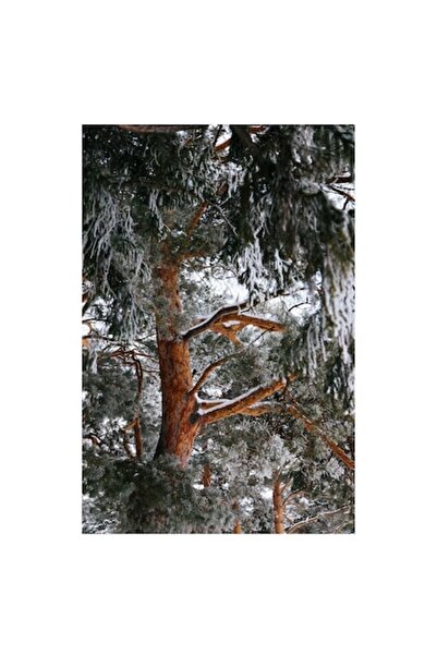 OEM Tablou Canvas, 'Iarna în pădurea de brazi verzi', Copac, Gheață, Iarnă, C...