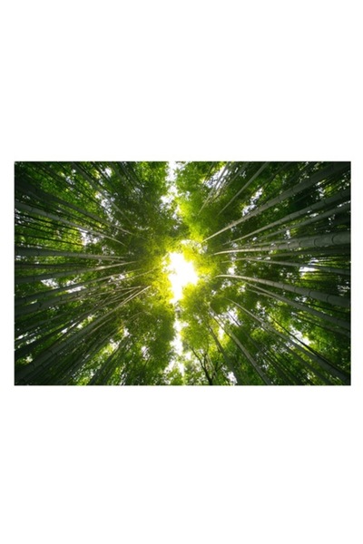 OEM Tablou Canvas, 'Catedrala verde din inima padurii', Verde, Lumina, Timp, Natura, Calmitate, 70 x 50c