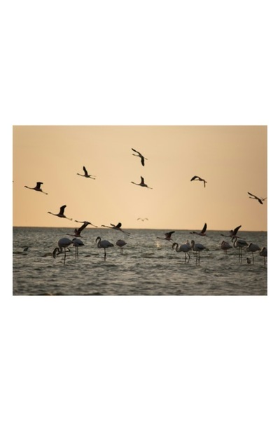 OEM Pictură pe pânză, „Flamingo dansând în lumina apusului”, 70 x 50 cm