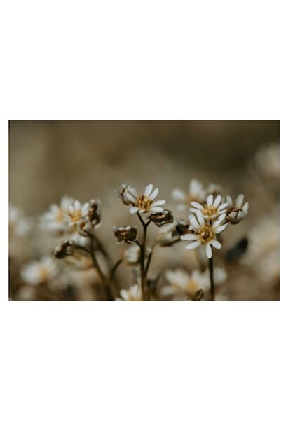 OEM Tablou Canvas, 'Delicate flori intr-un colt de natura'