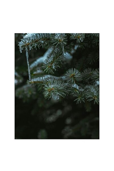 OEM Pictură pe pânză „Eleganța naturii înghețate”